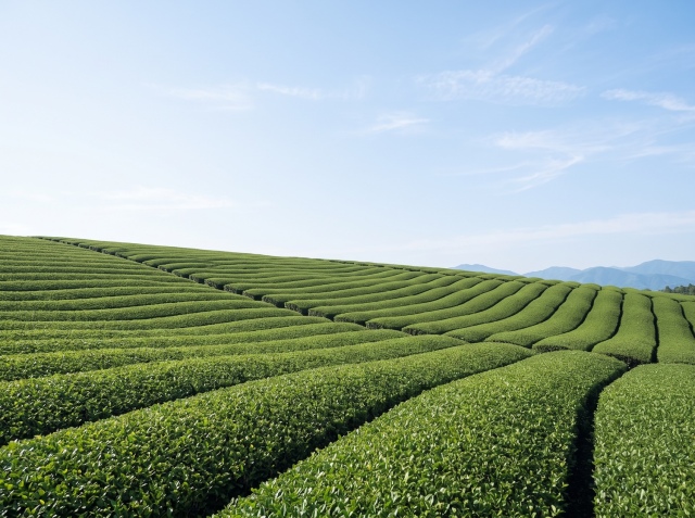 夏の茶畑
